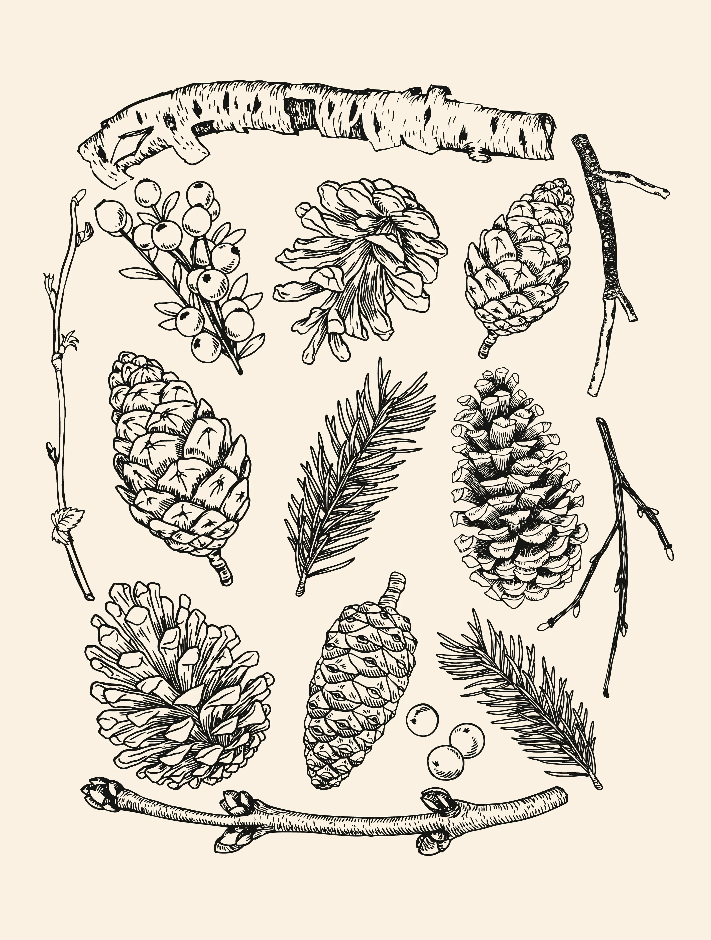 Pinecones · Cotton T-Shirt